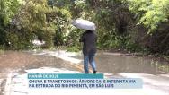 Após chuva, árvore cai e interdita via na Estrada do Rio Pimenta, em São Luís