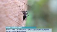 Arbovirose: saiba os principais sintomas da chikungunya