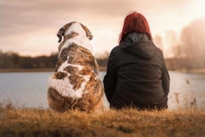 PL autoriza criação de cadastro de animais domésticos na internet  