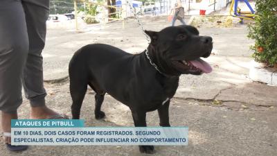 Criadores dão dicas para evitar agressividade em cães Pitbull