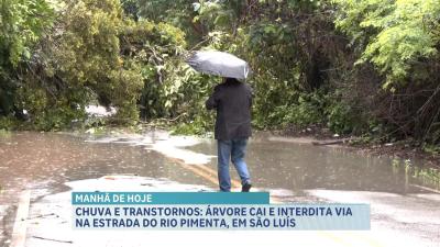 Após chuva, árvore cai e interdita via na Estrada do Rio Pimenta, em São Luís