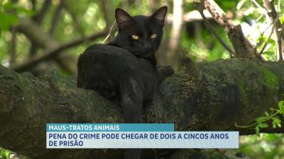 Preso suspeito de maus-tratos contra animais em Imperatriz