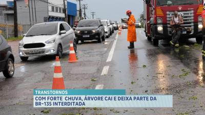  Chuva derruba árvore que deixa trecho da BR-135 interditado