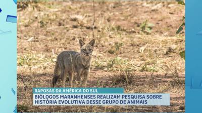  Pesquisadores maranhenses publicam estudo sobre história evolutiva de raposas da América do Sul